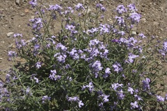 Matthiola tricuspidata