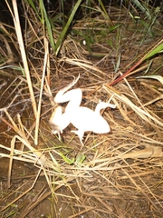 Lithobates vaillanti