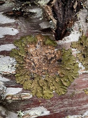 Melanelixia subaurifera