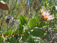 Protea aurea aurea × punctata