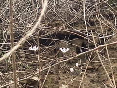 Stephanomeria exigua