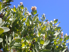 Protea aurea aurea × punctata