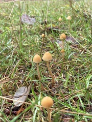Galerina semilanceata