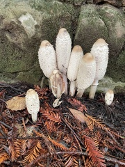 Coprinus comatus