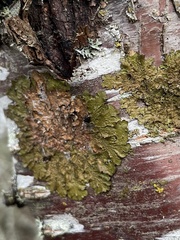 Melanelixia subaurifera