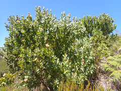 Protea aurea aurea × punctata