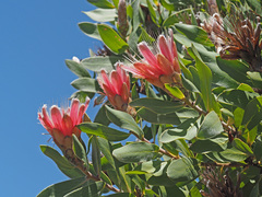 Protea aurea aurea × punctata