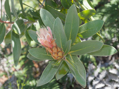 Protea aurea aurea × punctata