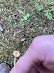 Galerina semilanceata