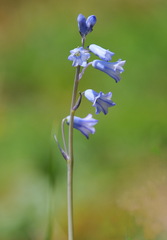 Brimeura amethystina