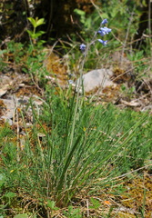 Brimeura amethystina