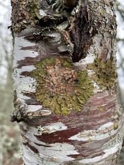 Melanelixia subaurifera