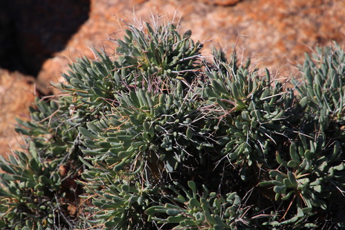 Othonna euphorbioides
