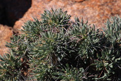 Othonna euphorbioides