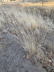 Nassella pulchra