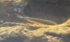 Mugilidae