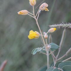 Senna covesii