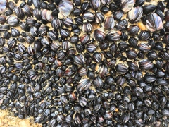 Xenostrobus neozelanicus