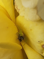 Misumena spinifera
