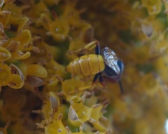 Philanthus triangulum