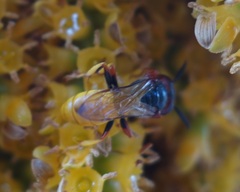 Philanthus triangulum
