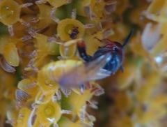 Philanthus triangulum