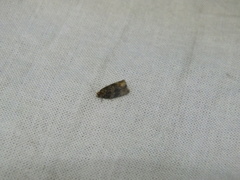 Syricoris lacunana