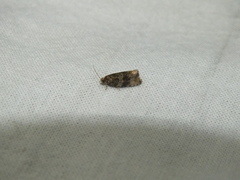 Syricoris lacunana
