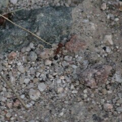 Pogonomyrmex bicolor