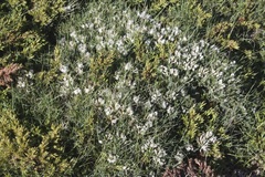 Astragalus genargenteus