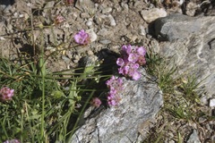 Armeria