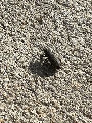 Sphenophorus venatus