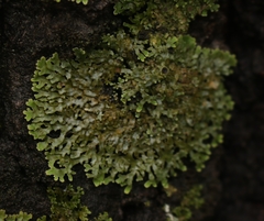 Physconia perisidiosa