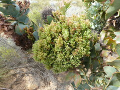 Protea witches broom phytoplasma