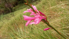 Watsonia borbonica