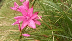 Watsonia borbonica