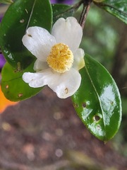 Camellia brevistyla