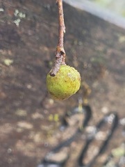 Camellia brevistyla