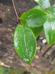 Camellia brevistyla