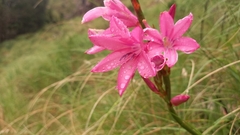 Watsonia borbonica