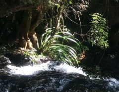 Helmholtzia glaberrima