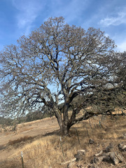 Quercus × jolonensis