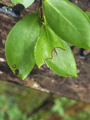 Camellia brevistyla