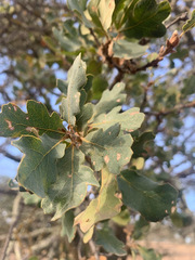 Quercus × jolonensis