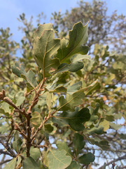 Quercus × jolonensis