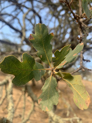 Quercus × jolonensis
