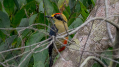 Melanerpes chrysauchen