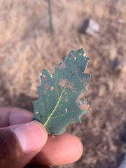Quercus × jolonensis