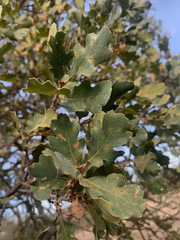 Quercus × jolonensis