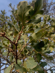 Quercus × jolonensis